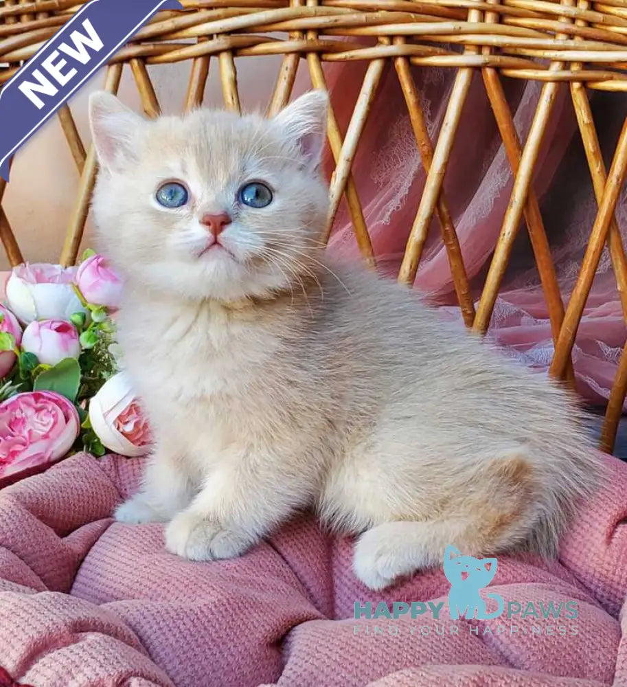 Finyk British Shorthair male lilac golden shaded live animals