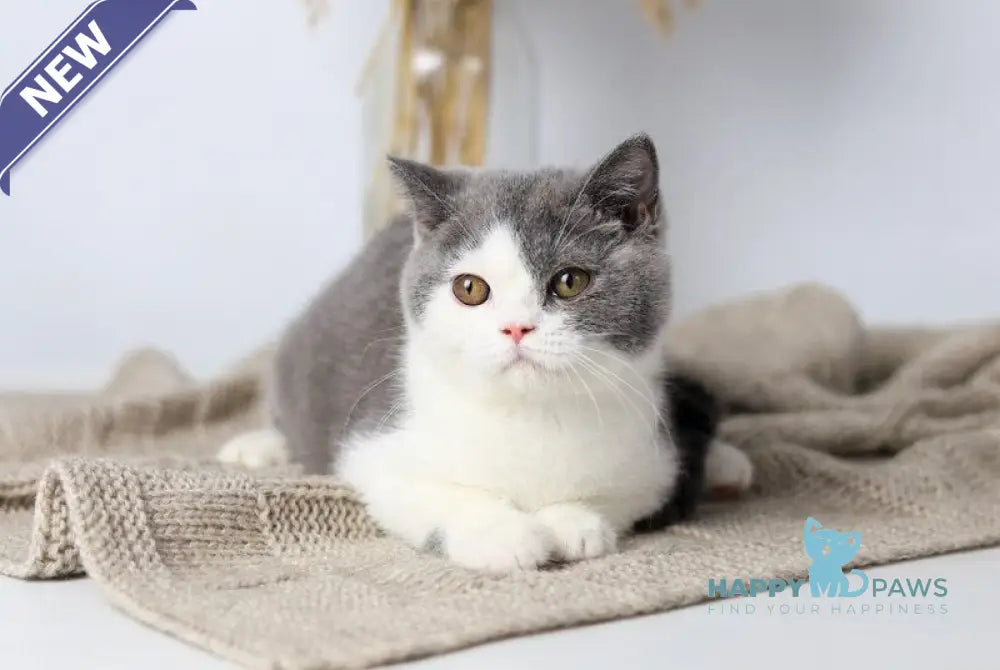 Fiona British Shorthair female blue bicolour live animals
