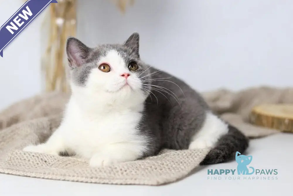 Fiona British Shorthair female blue bicolour live animals