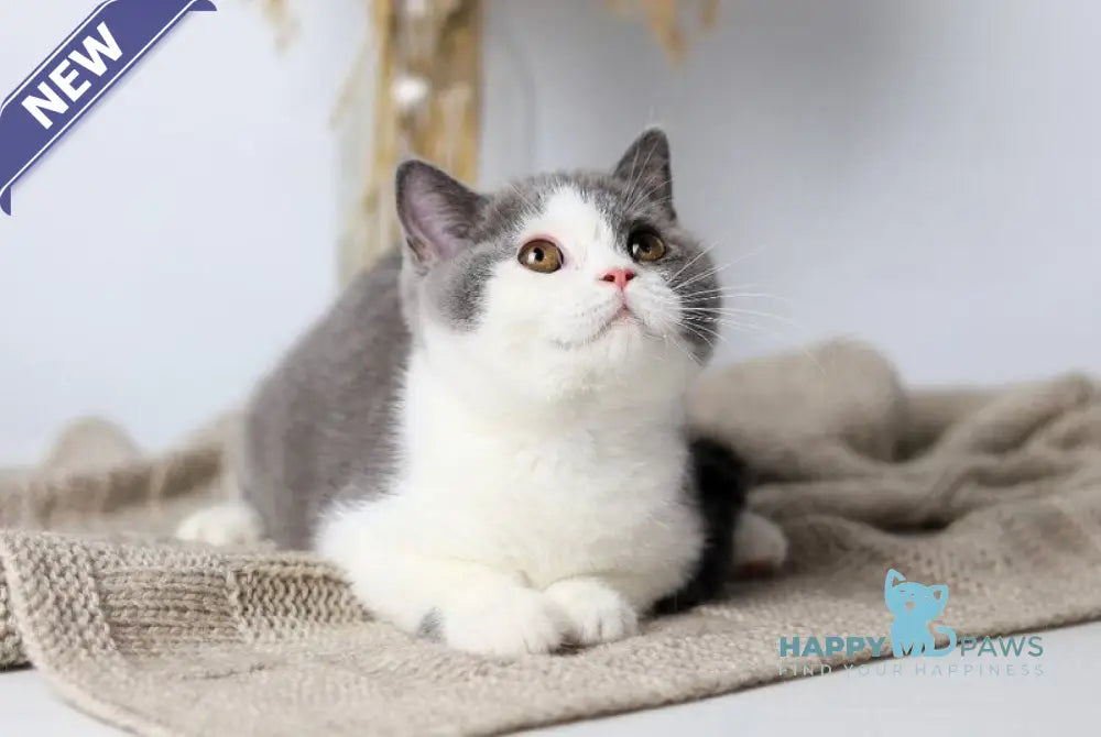 Fiona British Shorthair female blue bicolour live animals