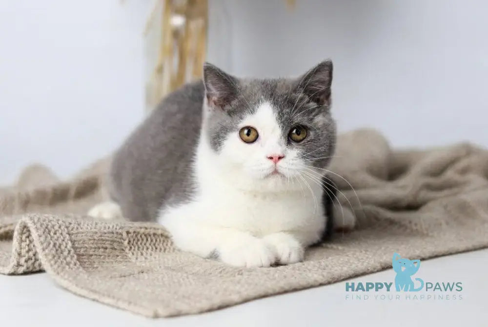 Fiona British Shorthair female blue bicolour live animals