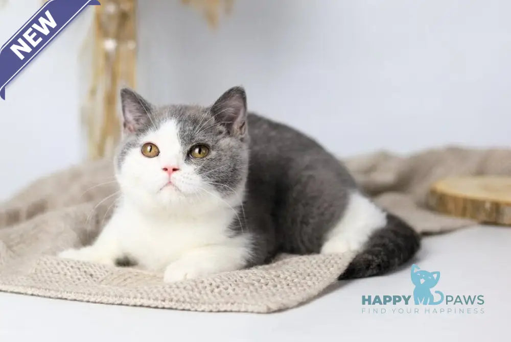 Fiona British Shorthair female blue bicolour live animals