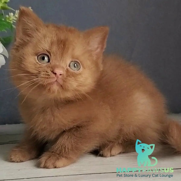Fiona British Shorthair female cinnamon - live animals