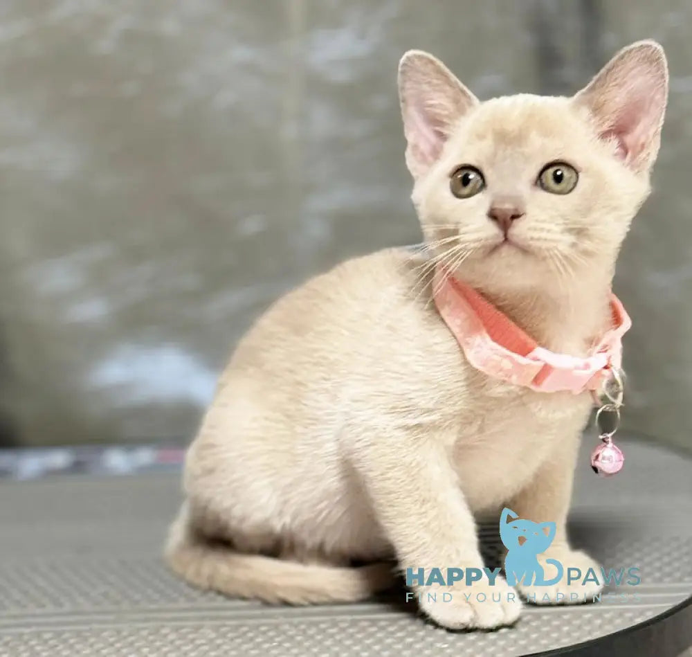 Fiona Burmese Female Lilac Pointed Live Animals