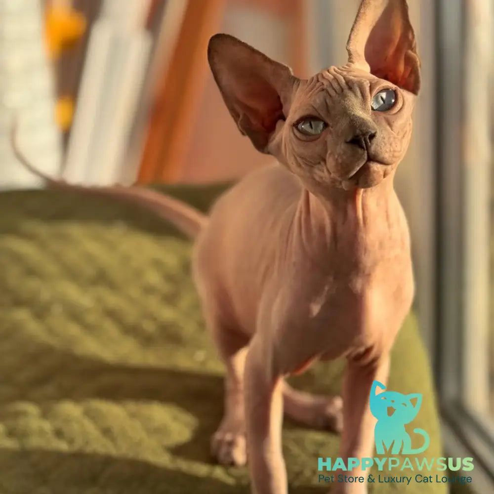 Fiona Canadian Sphynx female blue pointed - live animals