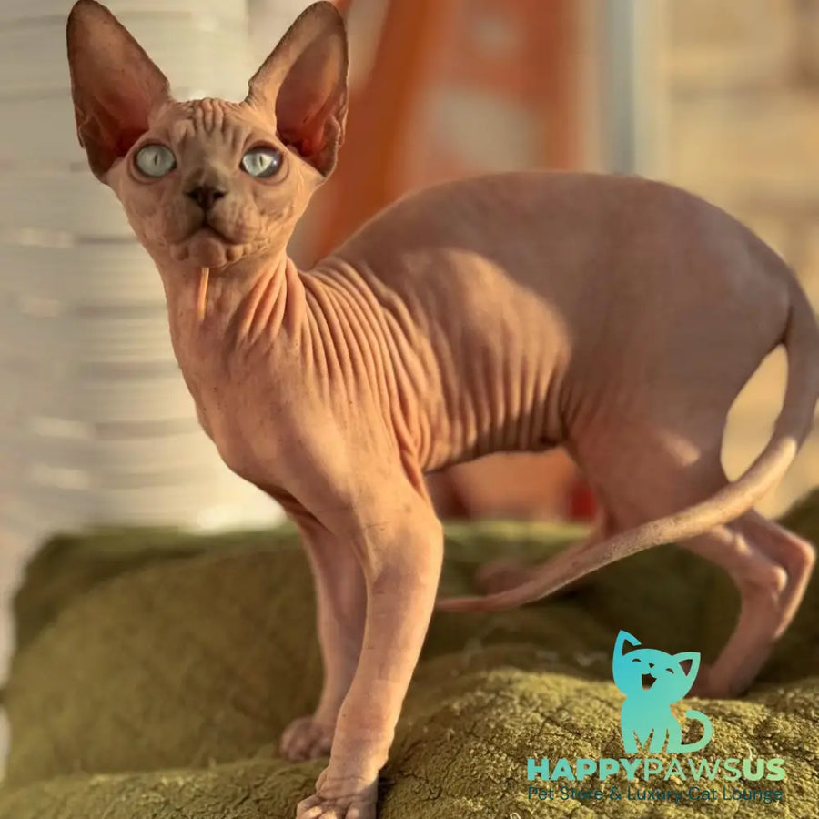 Fiona Canadian Sphynx female blue pointed - live animals