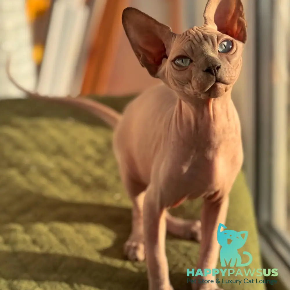 Fiona Canadian Sphynx female blue pointed - live animals