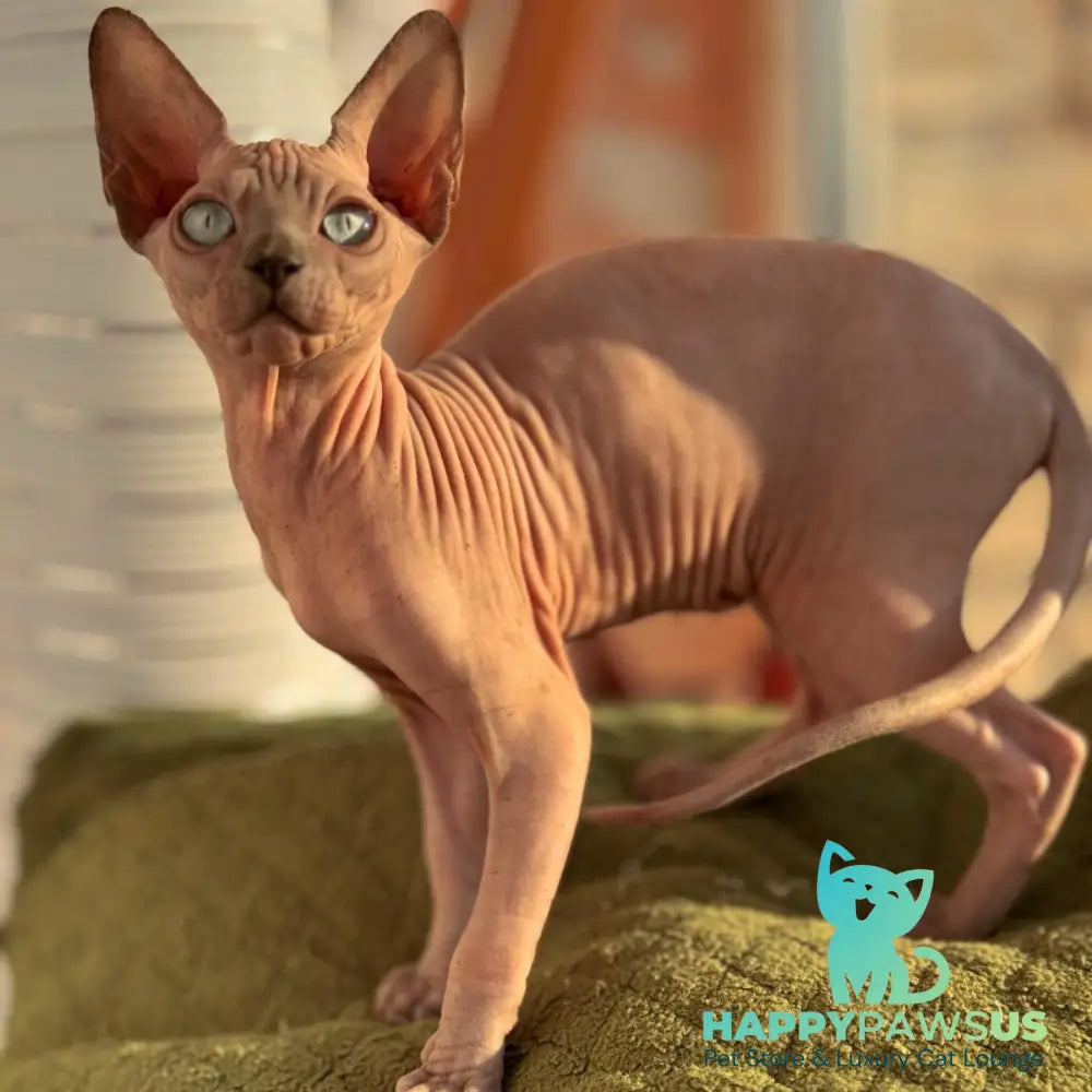 Fiona Canadian Sphynx female blue pointed - live animals
