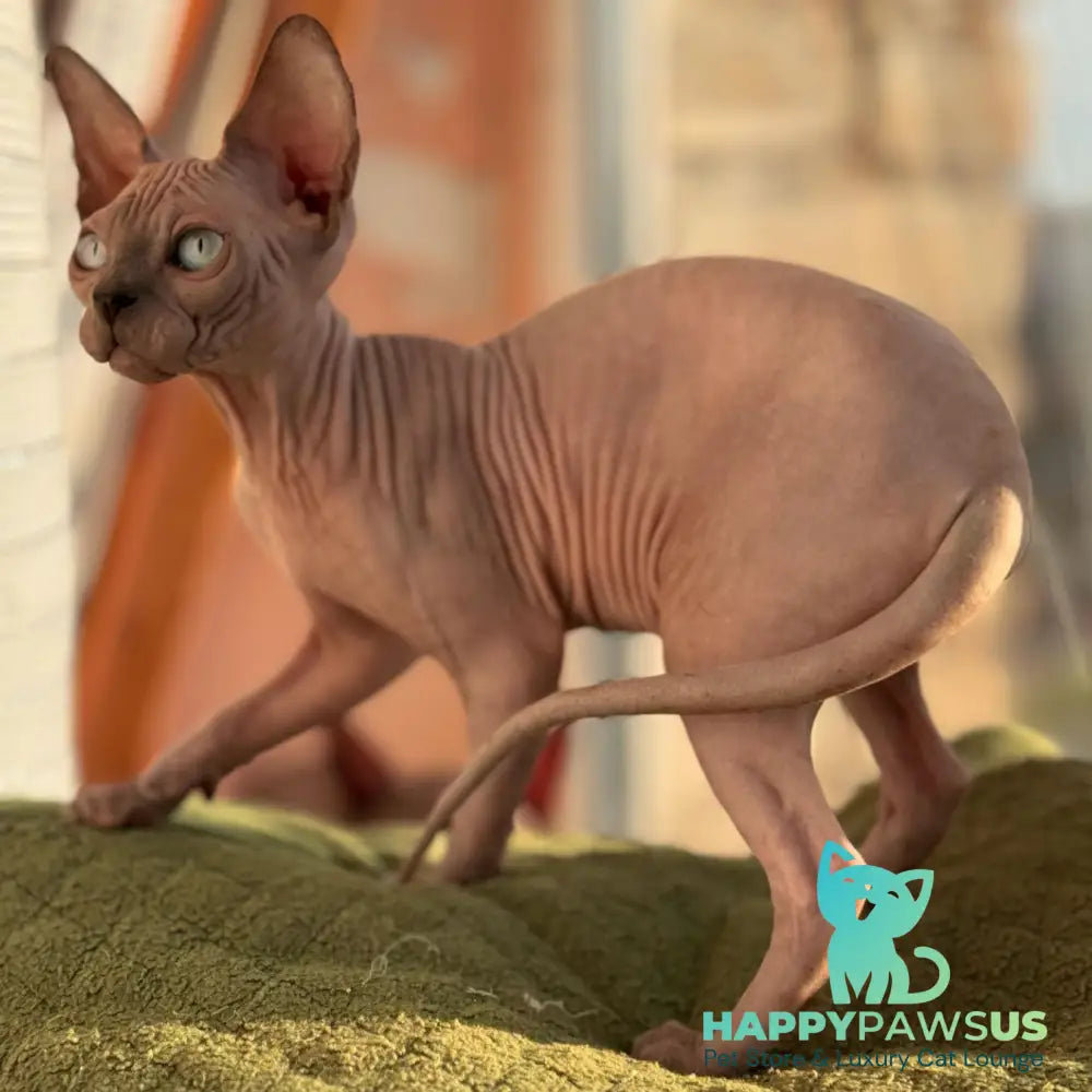 Fiona Canadian Sphynx female blue pointed - live animals