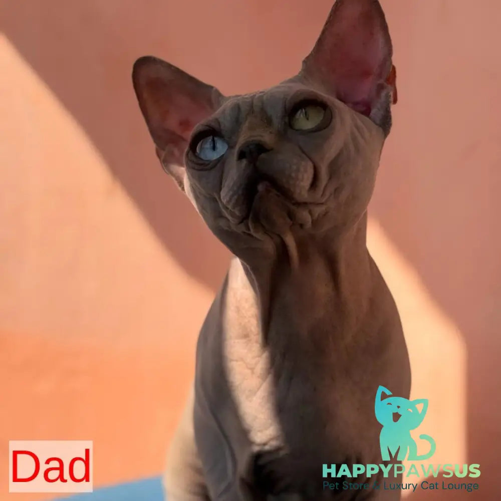 Fiona Canadian Sphynx female blue pointed - live animals