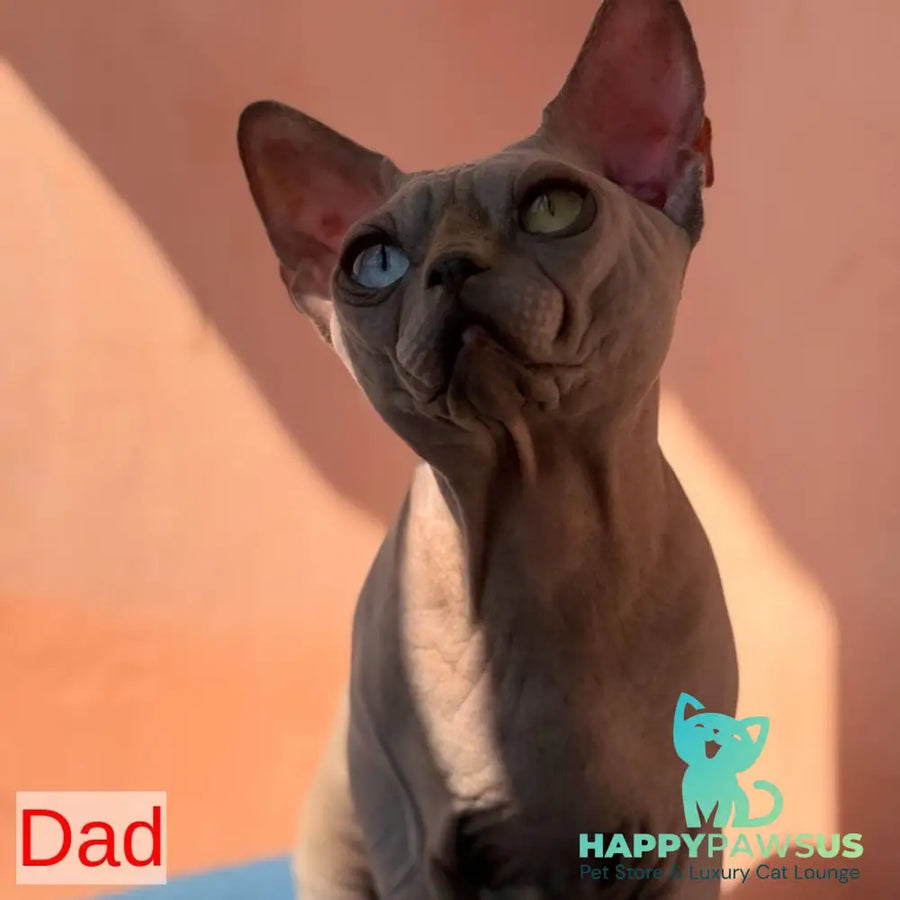 Fiona Canadian Sphynx female blue pointed - live animals