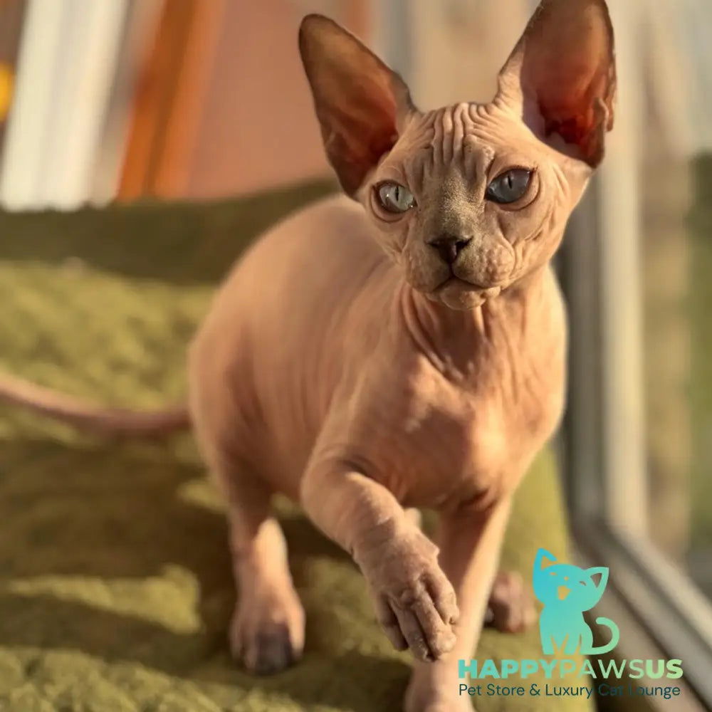 Fiona Canadian Sphynx female blue pointed - live animals