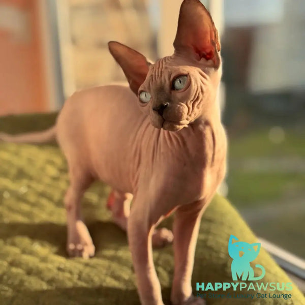 Fiona Canadian Sphynx female blue pointed - live animals