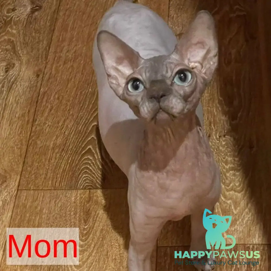 Fiona Canadian Sphynx female blue pointed - live animals