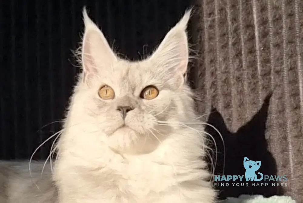 Fiona Maine Coon female black silver live animals