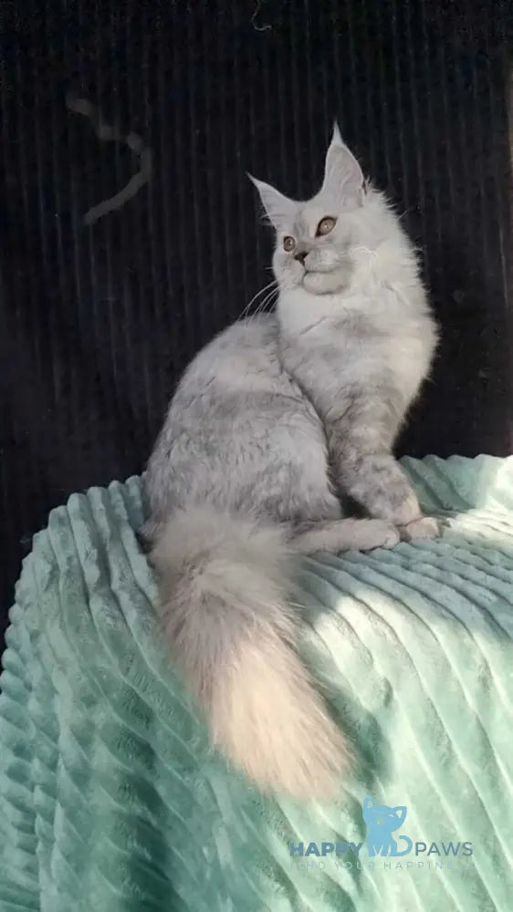 Fiona Maine Coon female black silver live animals