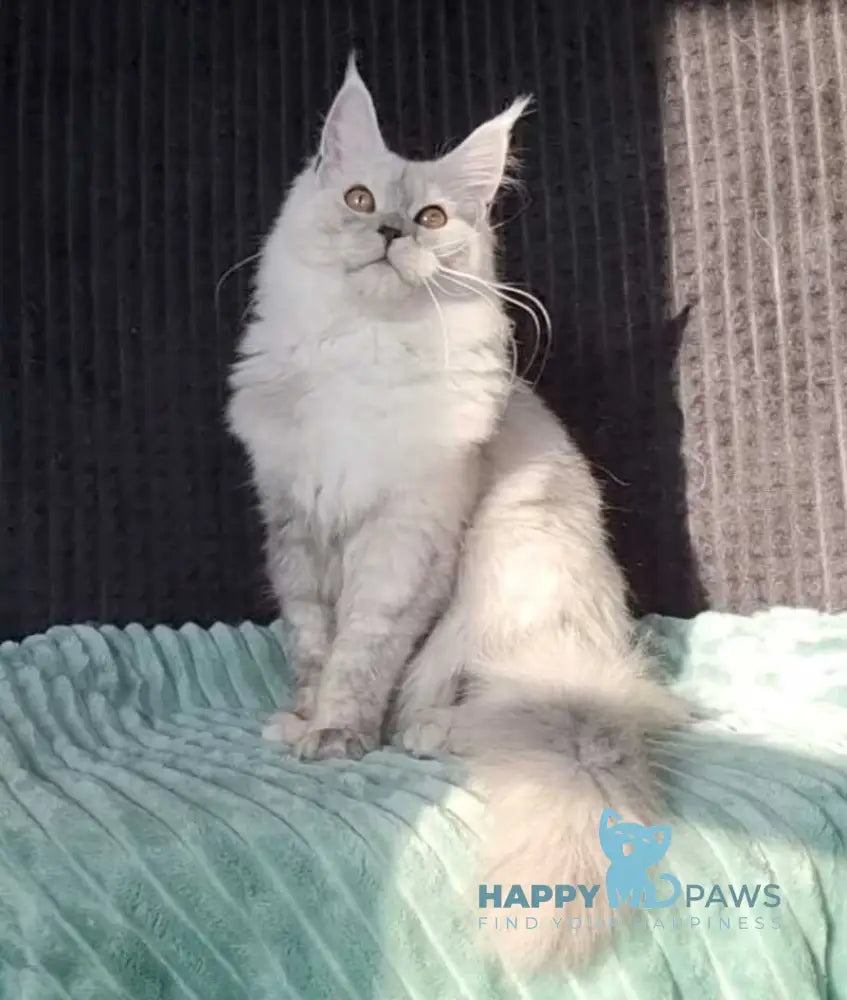 Fiona Maine Coon female black silver live animals