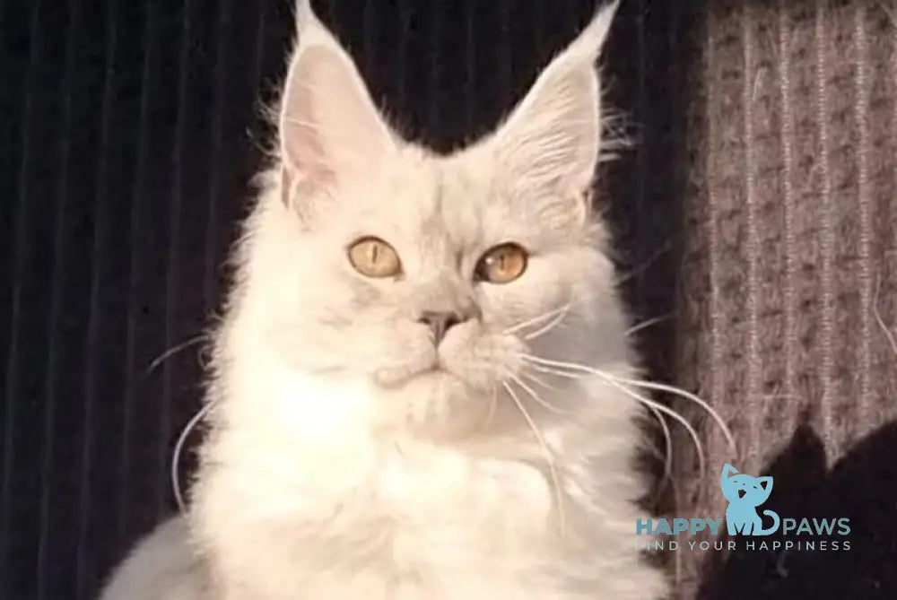 Fiona Maine Coon female black silver live animals