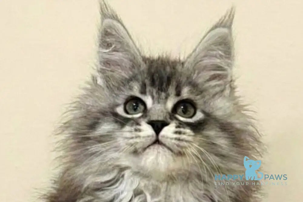 Fiona Maine Coon female black silver spotted tabby live animals