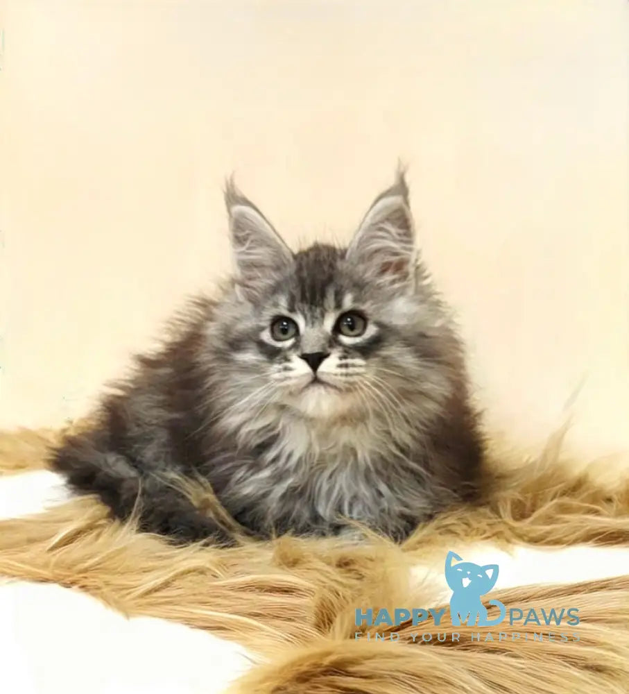 Fiona Maine Coon female black silver spotted tabby live animals