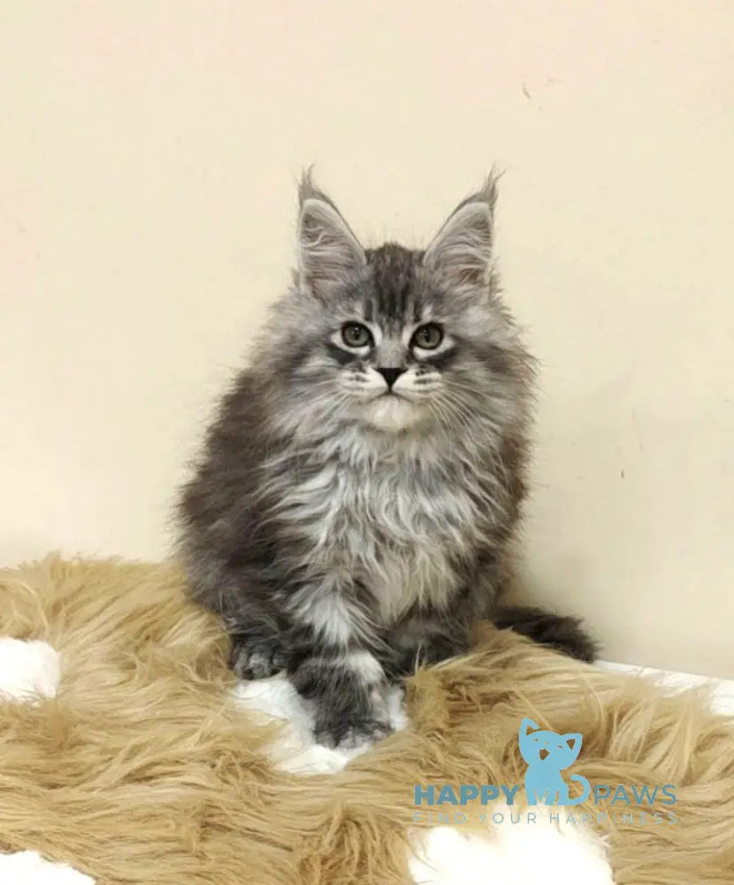 Fiona Maine Coon female black silver spotted tabby live animals