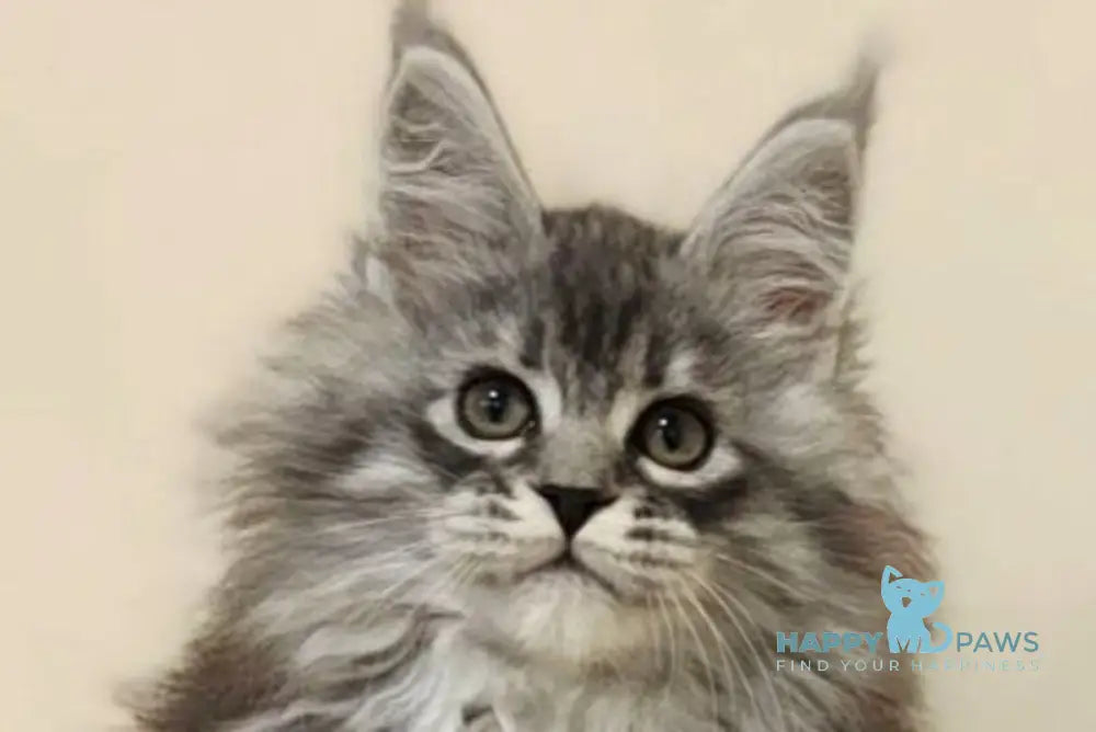 Fiona Maine Coon female black silver spotted tabby live animals