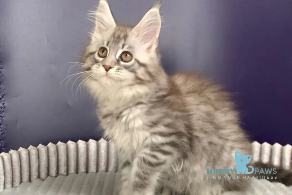 Fiona Maine Coon female black silver spotted tabby live animals