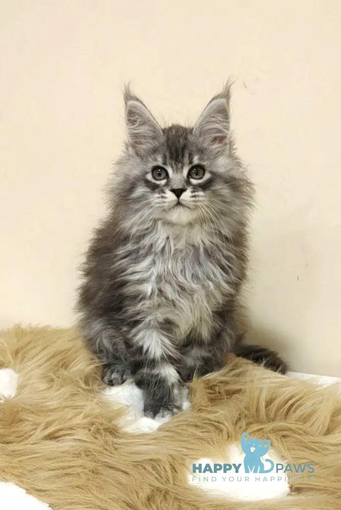 Fiona Maine Coon female black silver spotted tabby live animals