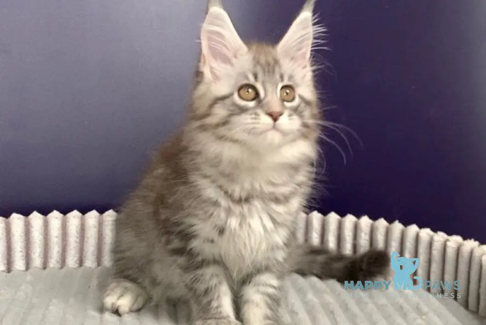 Fiona Maine Coon female black silver spotted tabby live animals