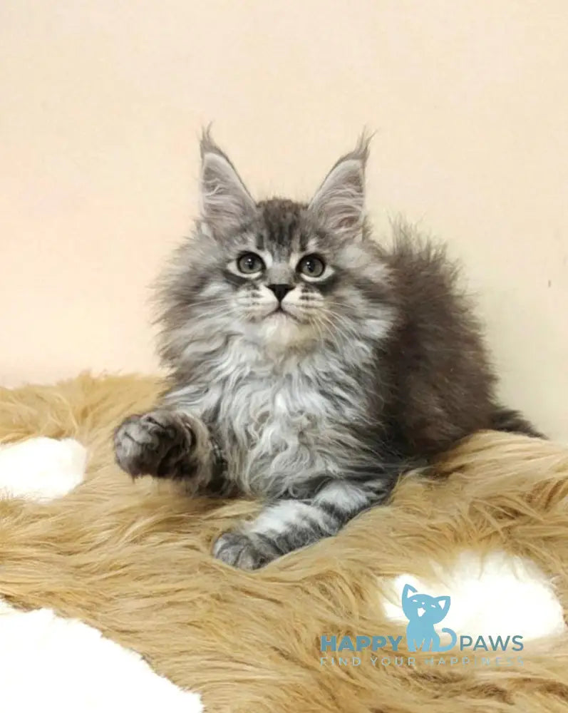 Fiona Maine Coon female black silver spotted tabby live animals