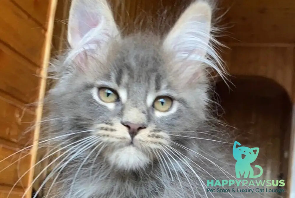 Fiona Maine Coon female blue tabby - live animals