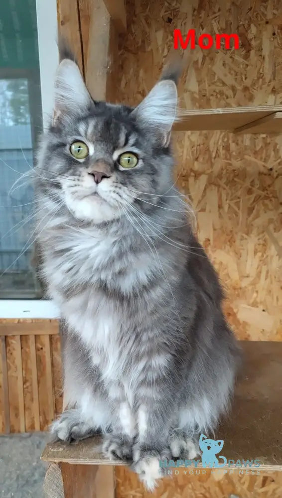 Fiona Maine Coon female polydactyl black tortie silver spotted tabby live animals