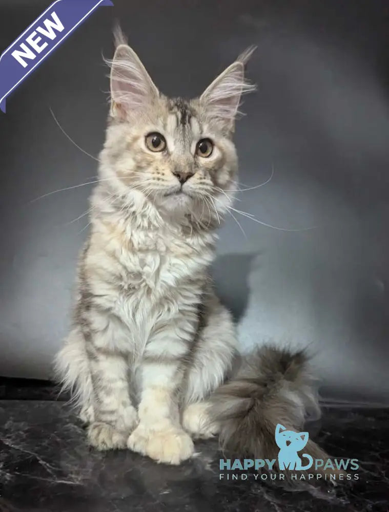 Fiona Maine Coon female polydactyl black tortie silver spotted tabby live animals