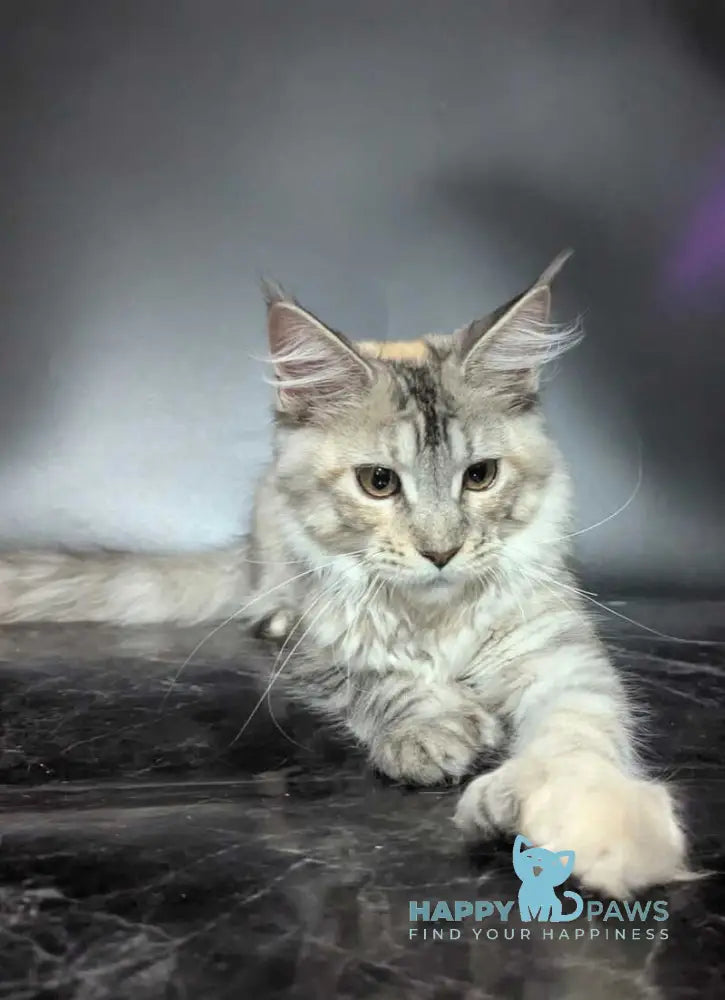 Fiona Maine Coon female polydactyl black tortie silver spotted tabby live animals