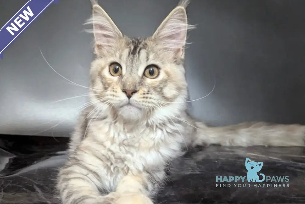Fiona Maine Coon female polydactyl black tortie silver spotted tabby live animals