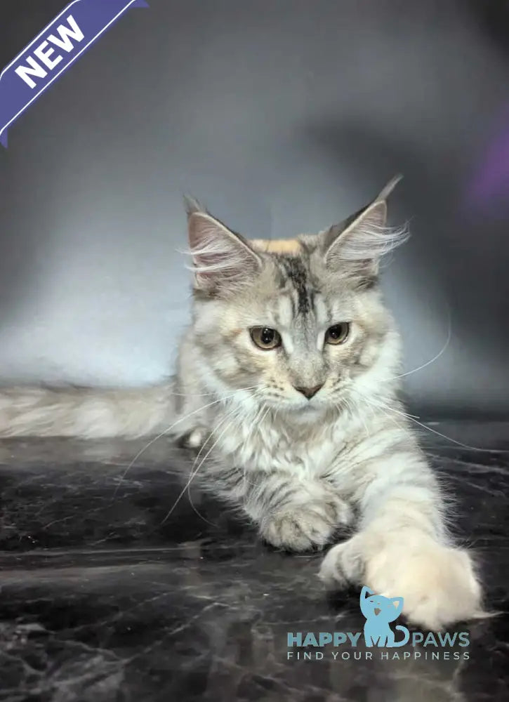 Fiona Maine Coon female polydactyl black tortie silver spotted tabby live animals