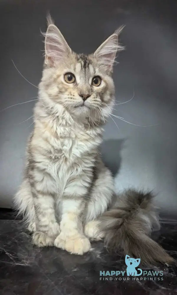 Fiona Maine Coon female polydactyl black tortie silver spotted tabby live animals