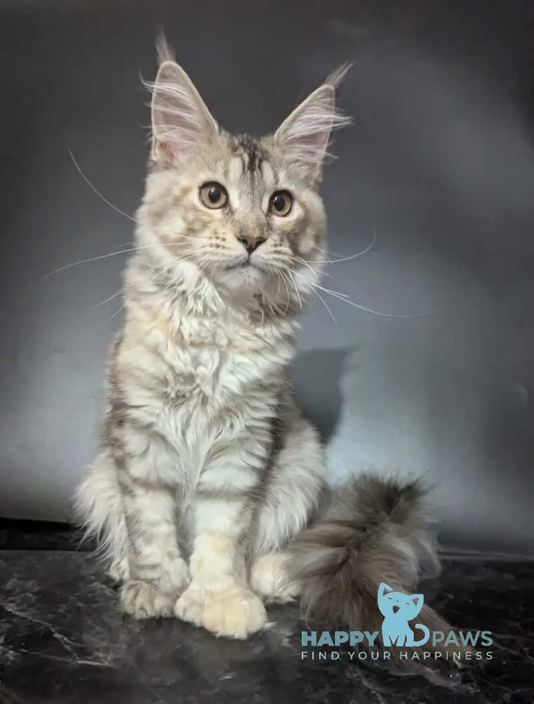 Fiona Maine Coon female polydactyl black tortie silver spotted tabby live animals
