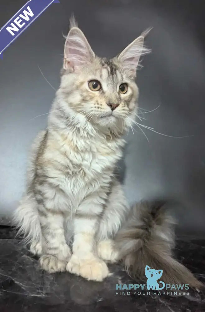 Fiona Maine Coon female polydactyl black tortie silver spotted tabby live animals