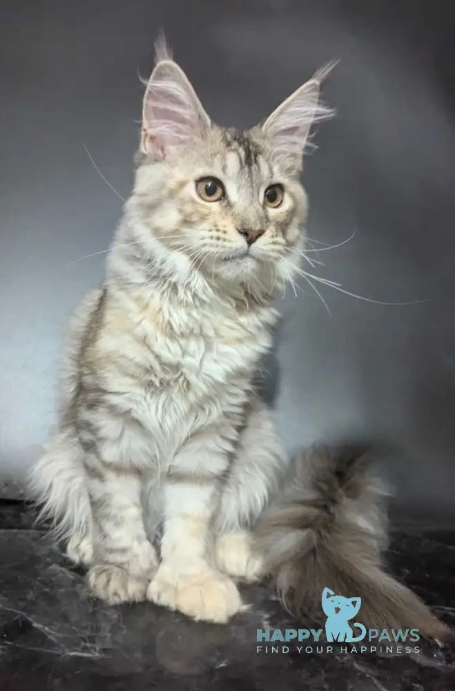 Fiona Maine Coon female polydactyl black tortie silver spotted tabby live animals