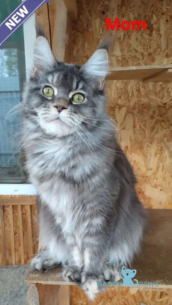 Fiona Maine Coon female polydactyl black tortie silver spotted tabby live animals