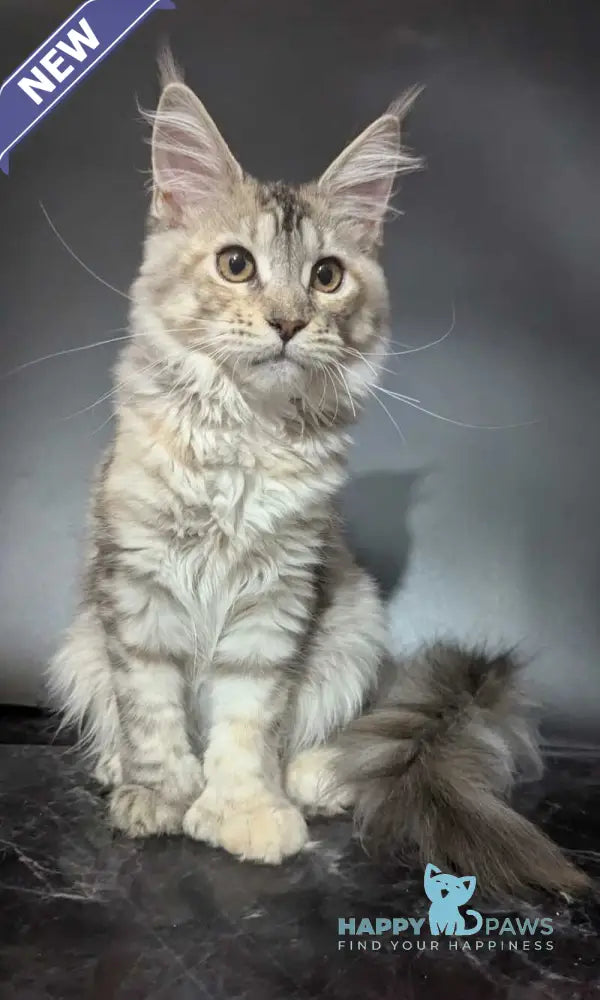 Fiona Maine Coon female polydactyl black tortie silver spotted tabby live animals