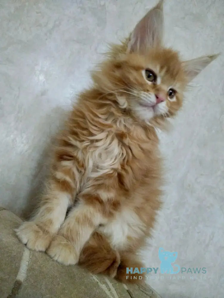 Fiona Maine Coon female red tabby live animals