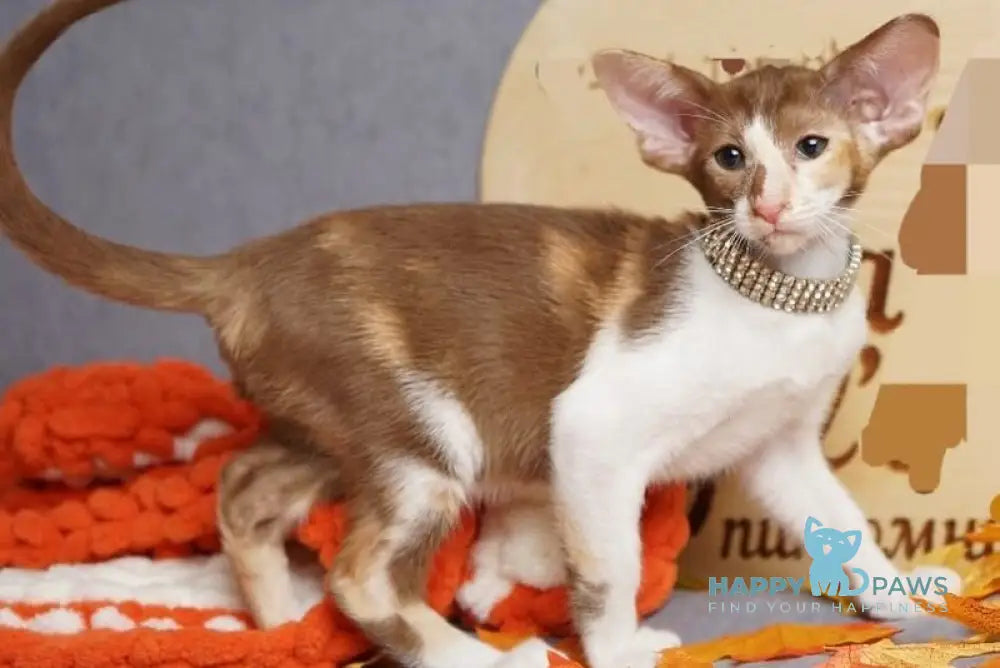 Fiona Oriental Shorthair female cinnamon bicolour live animals