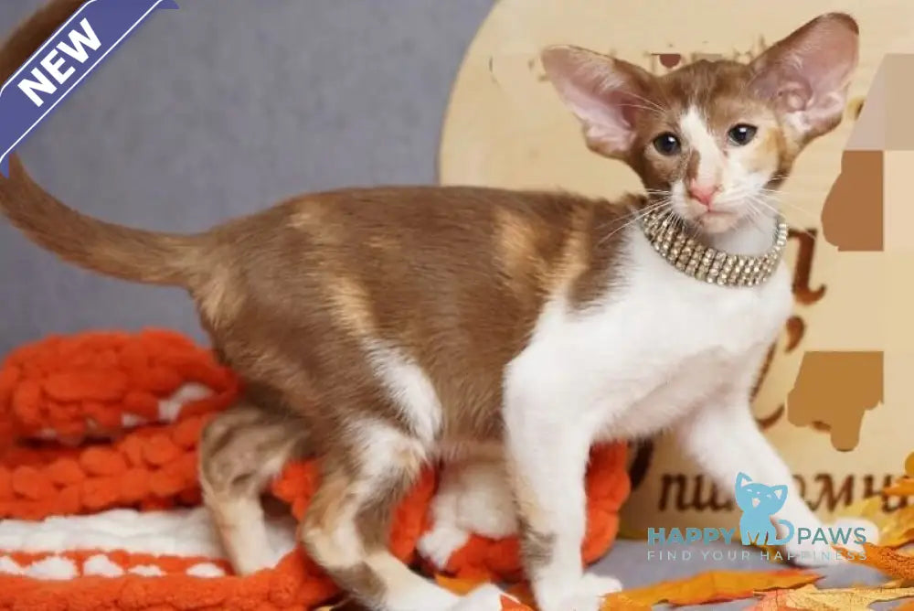 Fiona Oriental Shorthair female cinnamon bicolour live animals