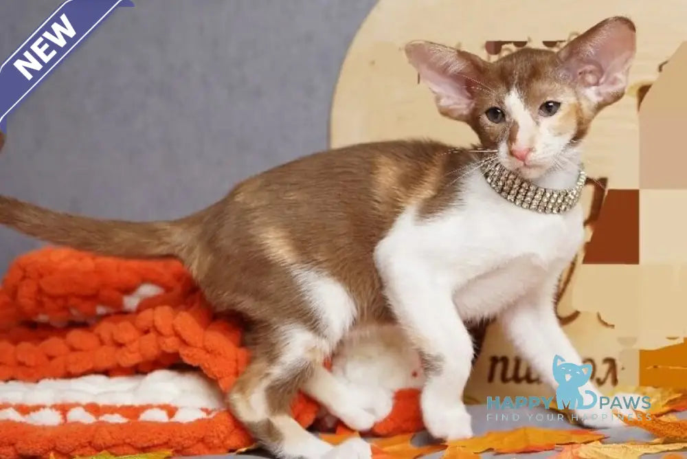 Fiona Oriental Shorthair female cinnamon bicolour live animals