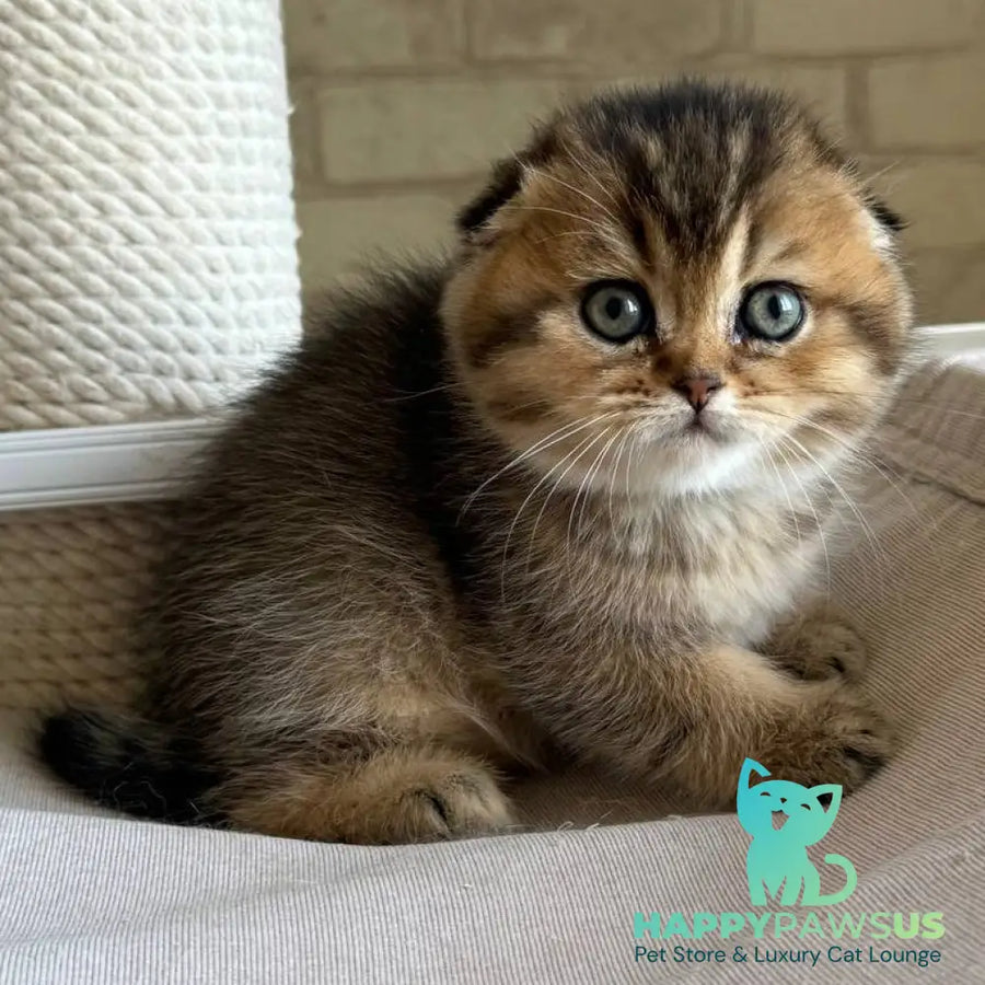 Fiona Scottish Fold female black golden ticked tabby - live animals