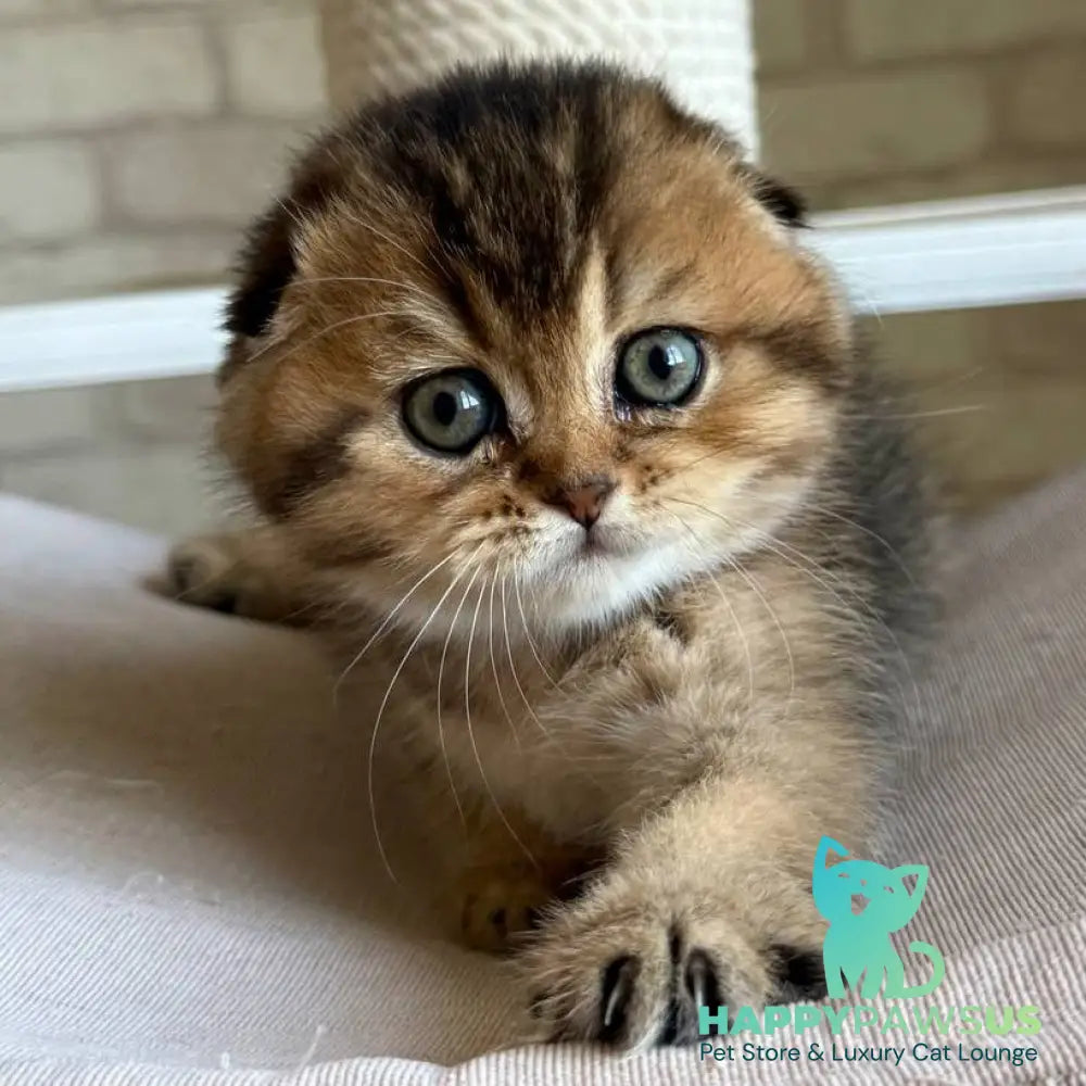 Fiona Scottish Fold female black golden ticked tabby - live animals