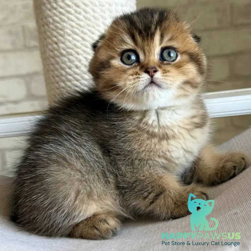 Fiona Scottish Fold female black golden ticked tabby - live animals