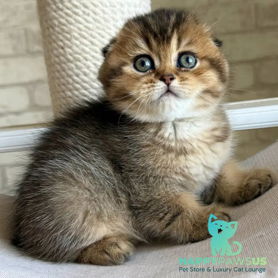 Fiona Scottish Fold female black golden ticked tabby - live animals
